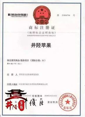 水果愛好者的福音 國家地理標志產品“井陘蘋果”上市，代理代辦全面啟動